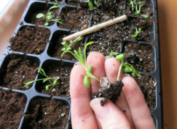Многолетник садовый Турецкая гвоздика из семян Посадка и уход