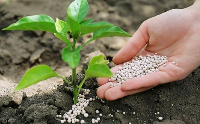 Мочевина - удобрение, использование в саду, в огороде, польза, эффективность
