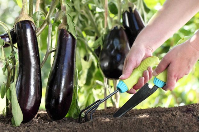 Мочевина - удобрение, использование в саду, в огороде, польза, эффективность