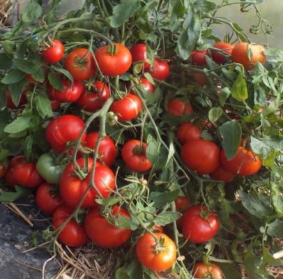 Монгольский карлик: супердетерминированный сорт томата сибирского
