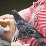можно ли кормить голубей черным или белым хлебом, польза и вред продукта
