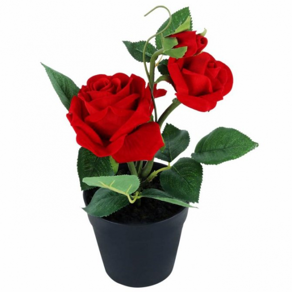 можно ли в домашних условиях посадить садовую розу в горшок. Условия домашнего выращивания роз