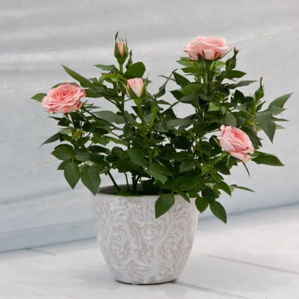 можно ли в домашних условиях посадить садовую розу в горшок. Условия домашнего выращивания роз