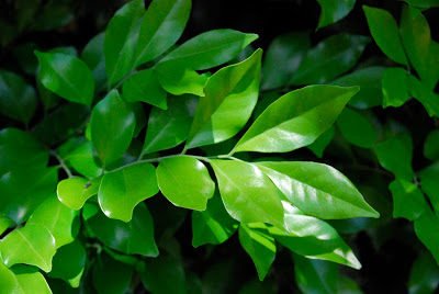 Мурайя: советы по уходу за экзотическим деревом на подоконнике