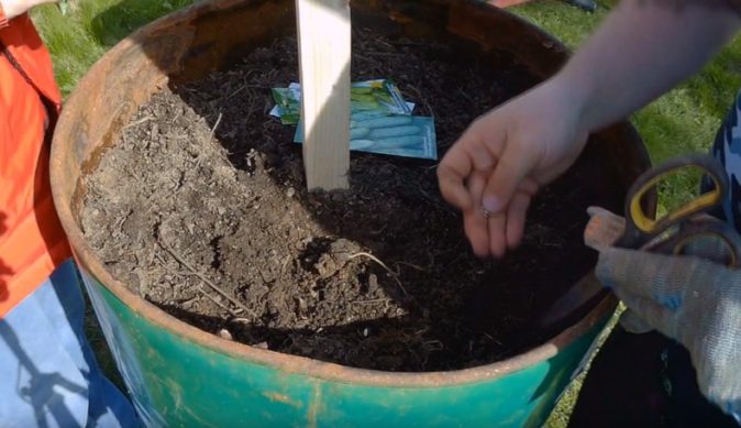 Необычный способ выращивания огурцов в бочке - как получить хороший урожай?