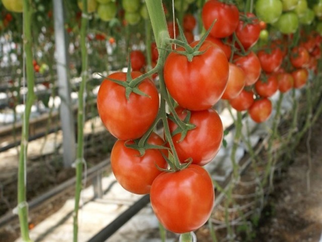Сорт ненасыщенных томатов
