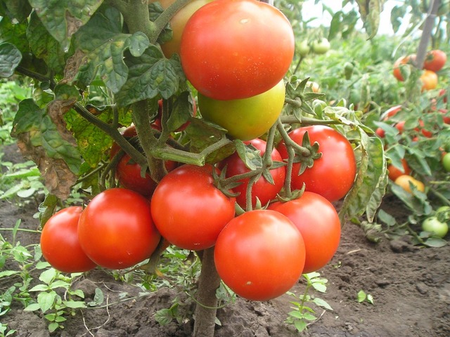 Сорт ненасыщенных томатов