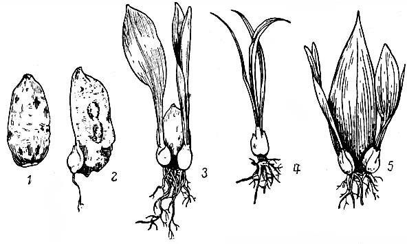 Несколько популярных и не очень популярных способов размножения лилии и способы ее пересадки