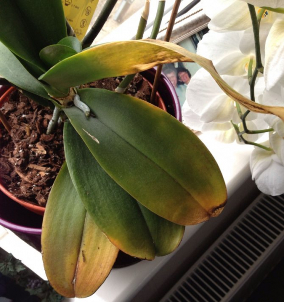 Новый дом для фаленопсиса. Как без проблем пересадить орхидею?