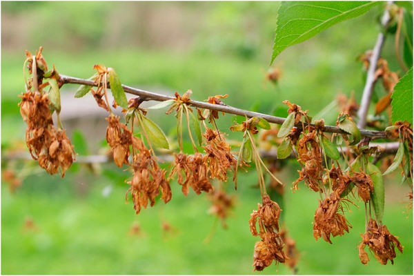 Обработка вишни весной от болезней и вредителей: как и чем обрабатывать и опрыскивать вишню.