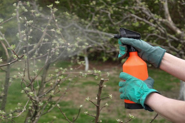 Обработка вишни весной от болезней и вредителей: как и чем обрабатывать и опрыскивать вишню.