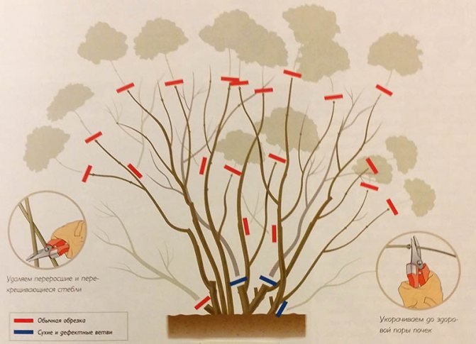 Обрезка деревьев, метельчатых и крупнолистных гортензий осенью
