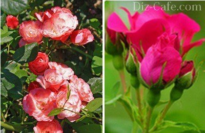 Обрезка роз на зиму: как все сделать, не повредив растение?