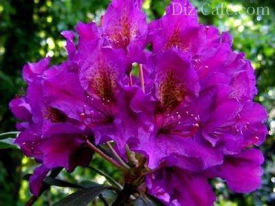 Обзор самых красивых цветущих видов рододендронов для сада