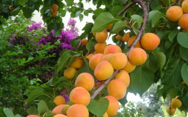 Обзор сортов абрикоса для средней полосы России
