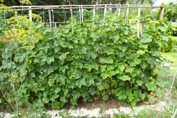 Огурцы в огороде Подмосковья: как выбрать и выращивать в 2020 году