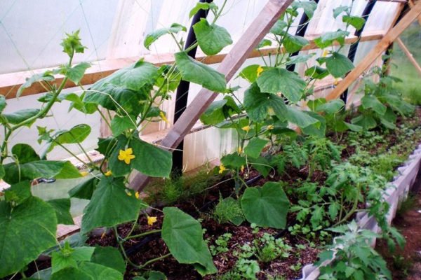 Огурцы в огороде Подмосковья: как выбрать и выращивать в 2020 году