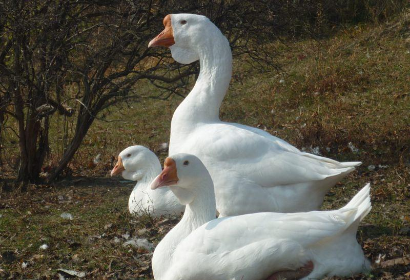 Описание 8 лучших пород белых гусей для дома, разведения