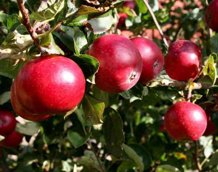 Описание, характеристика и зимостойкость яблони Красной ранней, выращивание
