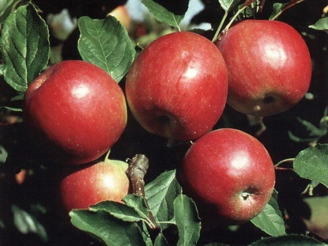 Описание, характеристика и зимостойкость яблони Красной ранней, выращивание