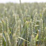 Описание и характеристика сортов яровой пшеницы Аквилон, посадка и уход