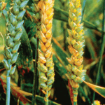 Описание и характеристика сортов яровой пшеницы Аквилон, посадка и уход