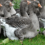 Описание и характеристика наземных гусей, правила их разведения