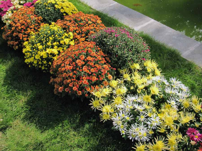 Описание и характеристика девственной хризантемы, 8 лучших сортов и их выращивание