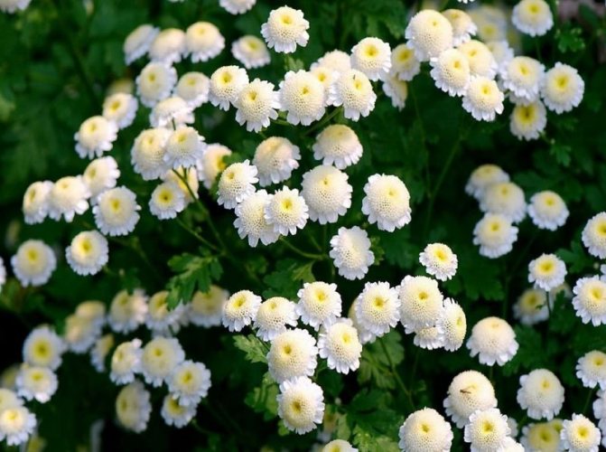 Описание и характеристика девственной хризантемы, 8 лучших сортов и их выращивание