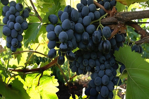 Описание и характеристика винограда Молдова или Черный принц и уход за посевами