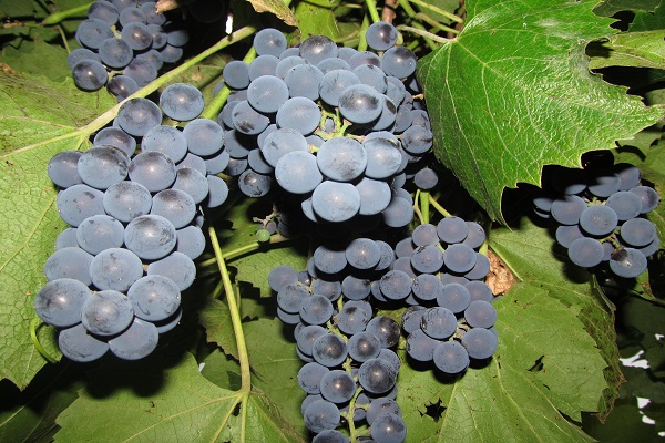 Описание и характеристика винограда Молдова или Черный принц и уход за посевами
