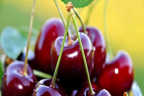 Описание и характеристика десертного сорта вишни Мелитополь, посадка и уход