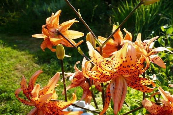Описание и характеристика сортов тигровой лилии, выращивание и размножение