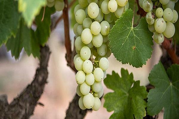Описание и характеристика винограда Айрен, посадка и уход