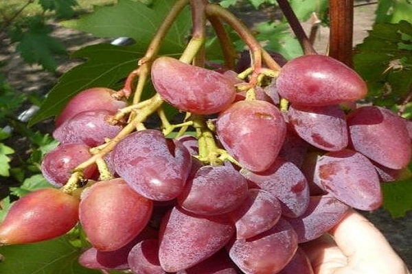 Виноград дубовский розовый фото и описание