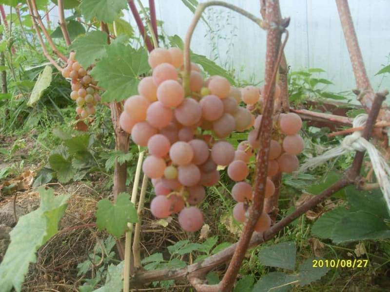 Описание и характеристика винограда сорта Рилинс Пинк Сидлис, история и правила выращивания