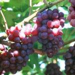 Описание и характеристика винограда Русский Конкорд, выращивание