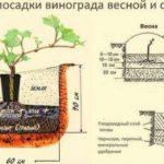 Описание и характеристика винограда Русский Конкорд, выращивание
