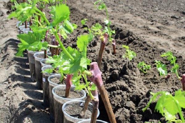 Описание и тонкости выращивания винограда Монастрель