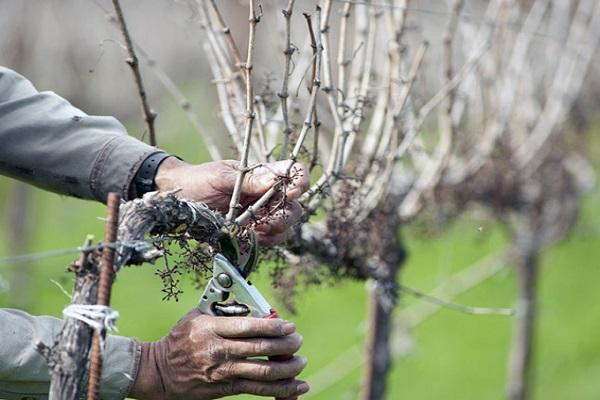 Описание и тонкости выращивания винограда Монастрель