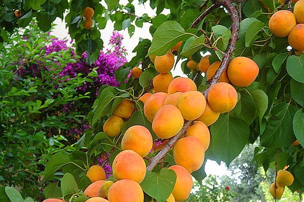 Описание сорта абрикоса Манитоба, урожайность, посадка и уход
