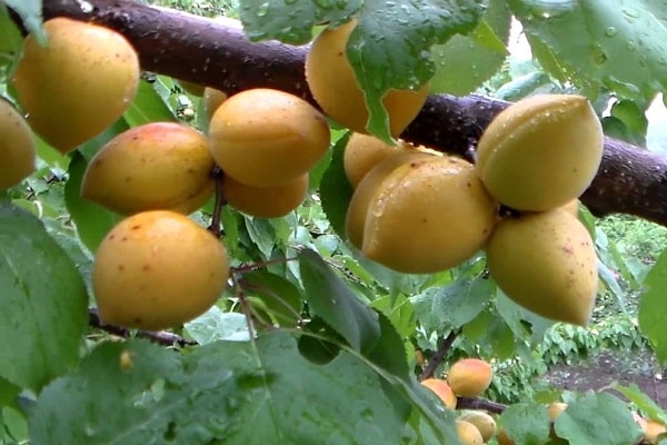 Описание сорта абрикоса Манитоба, урожайность, посадка и уход