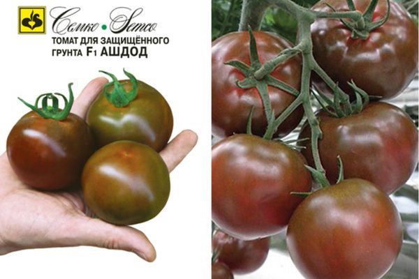 Описание сорта томатов Ашдод и его характеристики