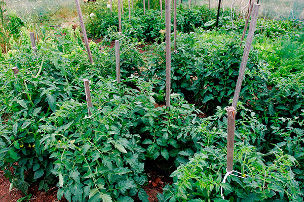 Описание сорта томата Ложка судьбы и правила выращивания