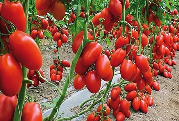 Описание сорта томата Ложка судьбы и правила выращивания
