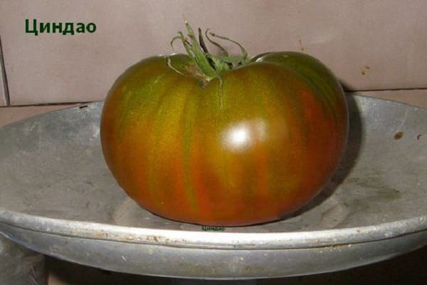Циндао томат описание сорта фото