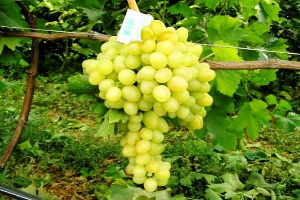Описание сорта винограда Аркадия и характеристика урожайности, посадки и ухода