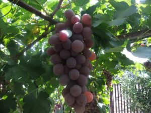 Описание сорта винограда Рута
