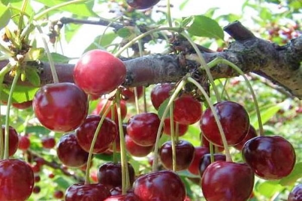 Описание сорта игрушечной вишни и особенности правил плодоношения, выращивания и ухода