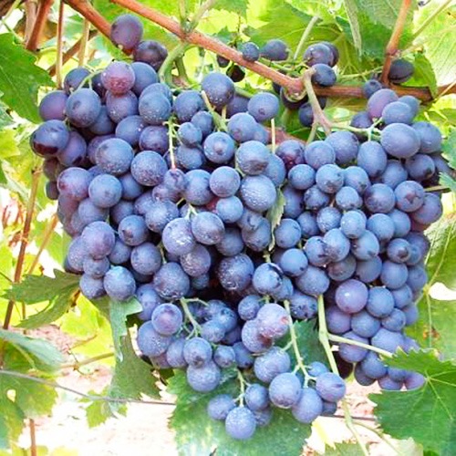 Описание сортов и характеристик винограда Москато и культурных особенностей